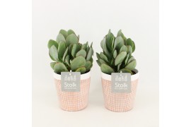 Crassula arborescens in terracotta keramiek