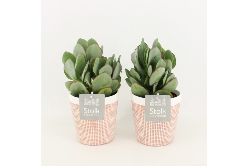 Crassula arborescens in terracotta keramiek 