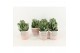 Crassula arborescens in terracotta keramiek 