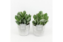 Crassula arborescens undilatifolia in stone look pot