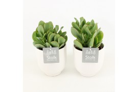 Crassula arborescens undilatifolia in liv keramiek