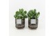 Crassula arborescens in maya pot 