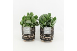 Crassula arborescens in maya pot