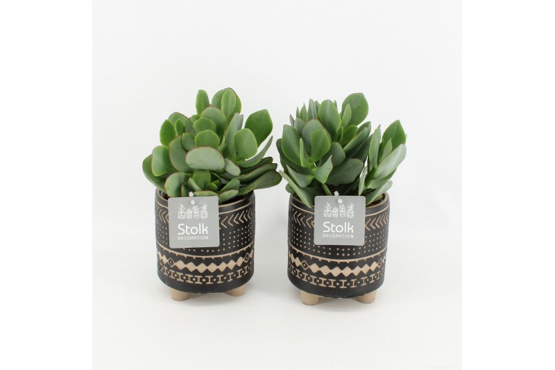 Crassula arborescens in maya pot 