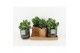 Crassula arborescens in maya pot 