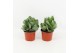Crassula arborescens 