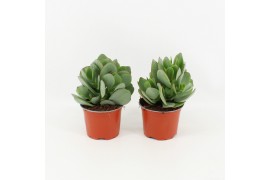 Crassula arborescens