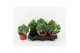 Crassula arborescens 