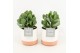 Crassula arborescens in milou keramiek 