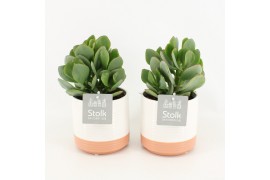 Crassula arborescens in milou keramiek
