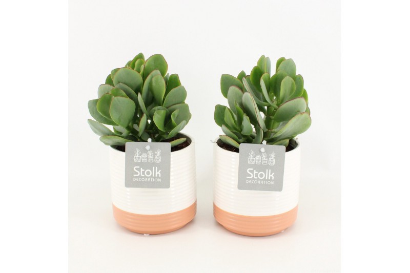 Crassula arborescens in milou keramiek 