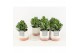 Crassula arborescens in milou keramiek 