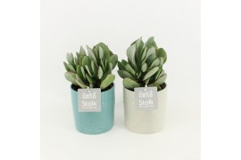Crassula arborescens in tess keramiek