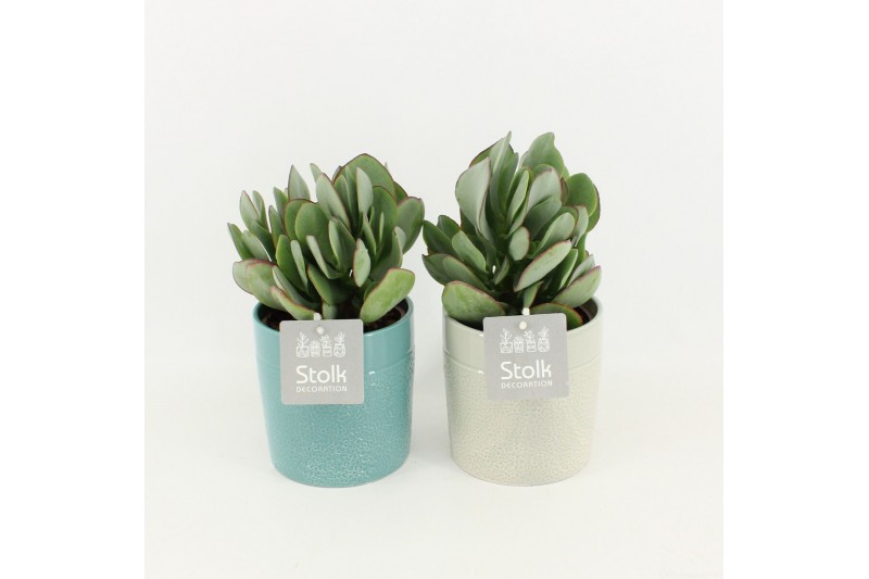 Crassula arborescens in tess keramiek 
