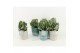 Crassula arborescens in tess keramiek 