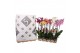 Phalaenopsis mix 2 tak - 14+ bloemen pulptray 