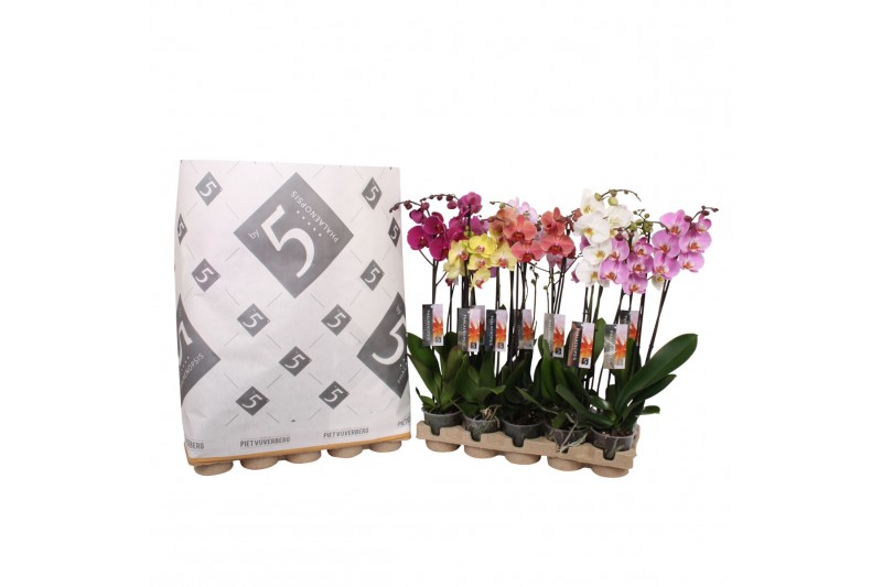 Phalaenopsis mix 2 tak - 14+ bloemen pulptray Phalaenopsis mix 2 tak - 14+ bloemen pulptray