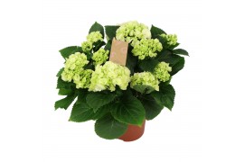 Hydrangea macr. schneeball Wit 7-8 Bloem