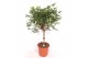 Schefflera arboricola compacta zware duostam,1 pp 