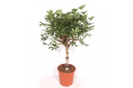 Schefflera arboricola compacta zware duostam,1 pp