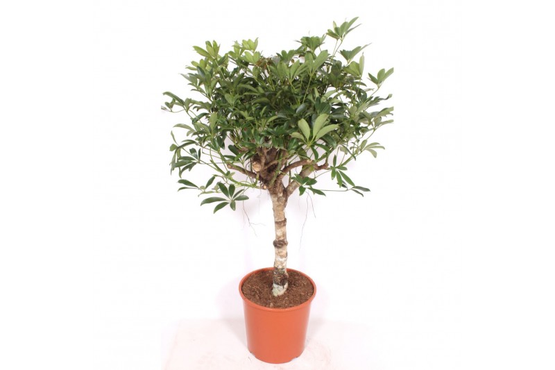 Schefflera arboricola compacta zware duostam,1 pp 