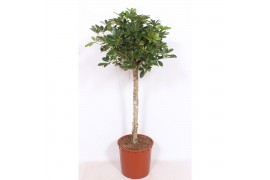 Schefflera arboricola compacta op stam,1 pp,1 pp,1 pp