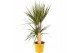 Dracaena marg. sunray 2pp - 30-15 - MoreLips 