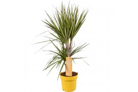 Dracaena marg. sunray 2pp - 30-15 - MoreLips