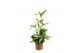 Dracaena surculosa 1pp 