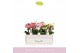 Phalaenopsis multiflora boquetto pastello mix 3-5 tak 