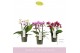 Phalaenopsis multiflora boquetto pastello mix 3-5 tak 