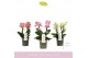 Phalaenopsis multiflora boquetto pastello mix 3-5 tak 