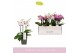 Phalaenopsis multiflora boquetto pinko mix 3-5 tak 