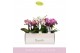 Phalaenopsis multiflora boquetto pinko mix 3-5 tak 