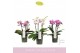 Phalaenopsis multiflora boquetto pinko mix 3-5 tak 