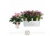 Anthurium zizou Mille Fleurs Zizou 12cm 6 bl. 