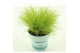 Festuca glauca amigold 