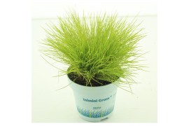 Festuca glauca amigold