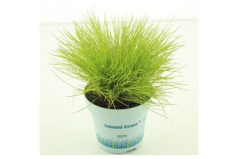 Festuca glauca amigold 