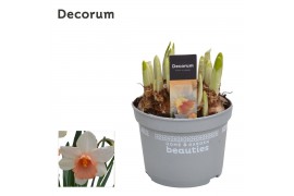 Narcissus cyclamineus grp iwona