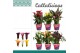 Zantedeschia mix + potcover 