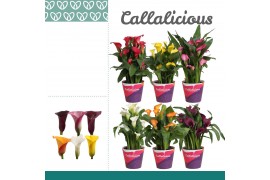 Zantedeschia mix + potcover