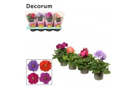 Primula obconica touch me mix met hoes