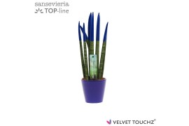 Sansevieria velvet touchz blauw keramiek