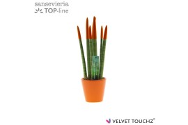 Sansevieria velvet touchz oranje keramiek