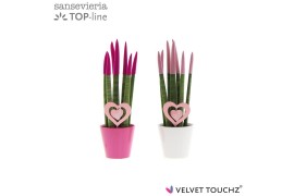 Sansevieria cylindrica velvet touchz® love mix in keramiek met hart st