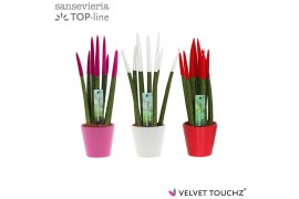 Sansevieria cylindrica velvet touchz® tainted love mix in keramiek rot