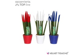 Sansevieria cylindrica velvet touchz® mix Frankrijk/Nederland in keram