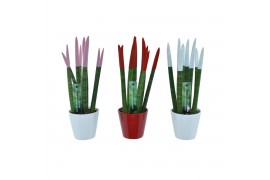 Sansevieria cylindrica velvet touchz® mix woman in keramiek rotterdam