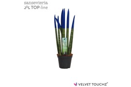 Sansevieria velvet touchz blauw